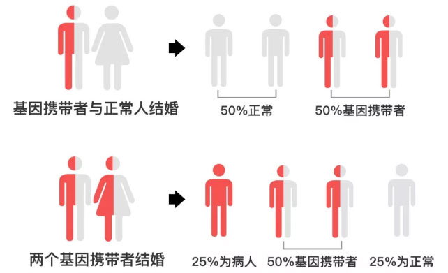 甲基丙二酸血症怎么遗传