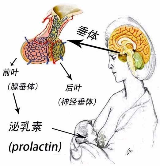 高泌乳素血症(HPRL)诊断