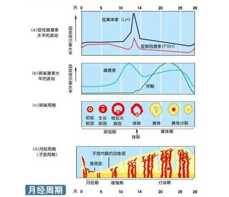 性激素六项的临床意义