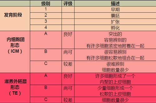 移植4aa囊胚成功率如何