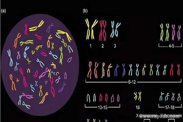 染色体检查怎么做