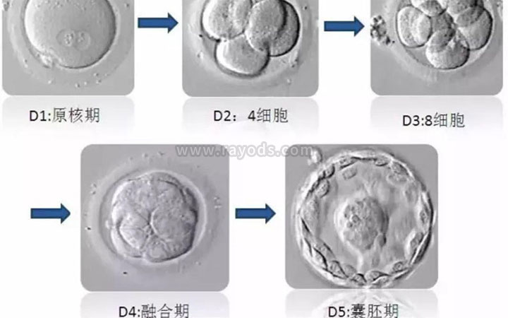 囊胚的发育过程